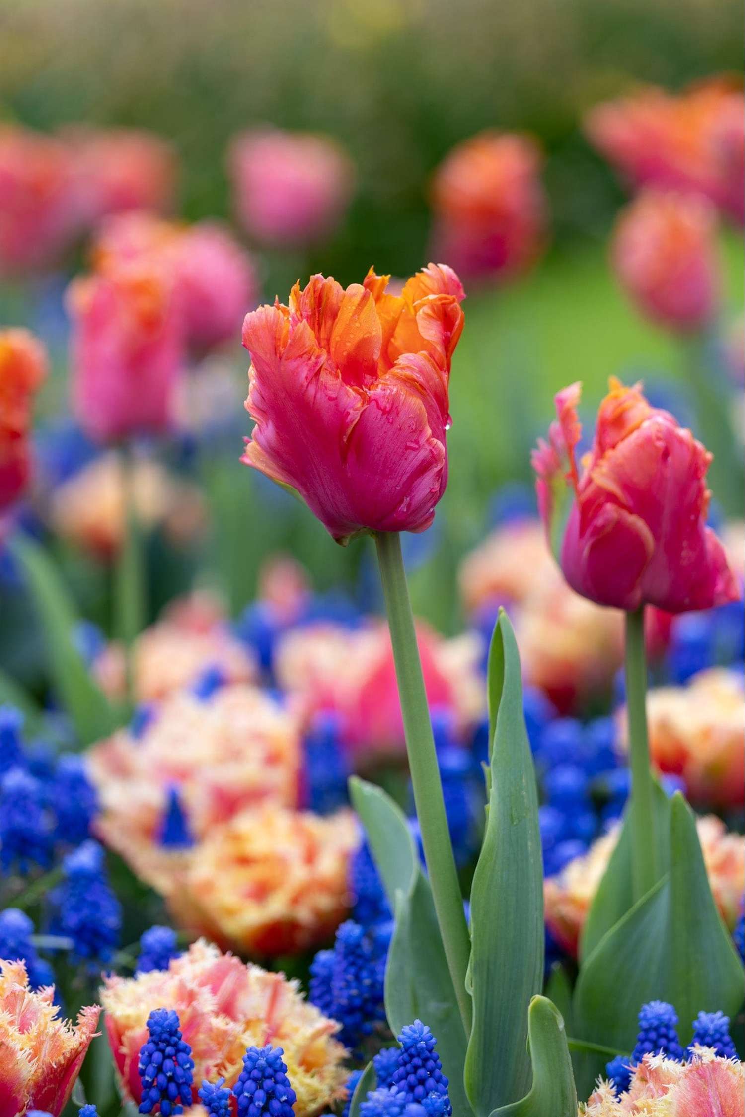Blumenzwiebel - Kollektion 'Amazing Ocean' - Løgblanding